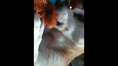 Dog brutally fucks bear